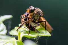 Gartenraubfliege