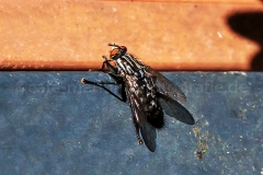 Schmeißfliege_C7784