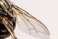 Schmeißfliege_C7901_1