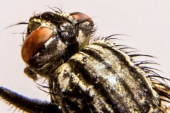 Schmeißfliege_C7901_2