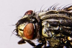 Schmeißfliege_C7902