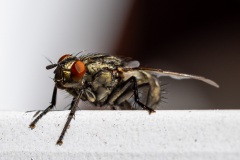 Schmeissfliege_01