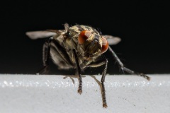 Schmeissfliege_02