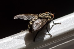 Schmeissfliege_03