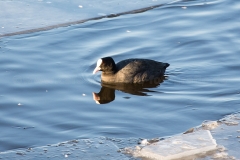 Blässhuhn_C1087