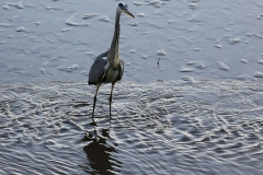 Graureiher_2311