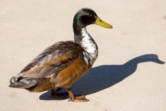 Hybrid-Stockente_C4717