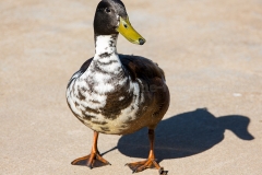 Hybrid-Stockente_C4719