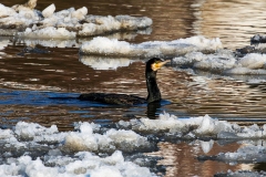 Kormoran_D0111
