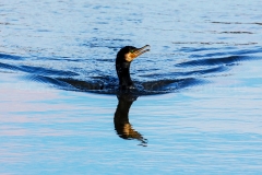 Kormoran_D0119