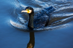 Kormoran_D0125