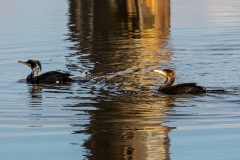 Kormoran_D0138