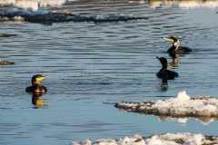 Kormoran_D0149