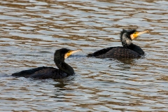 Kormoran_D0228