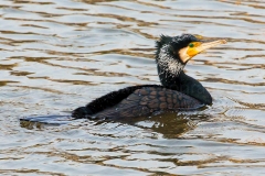 Kormoran_D0238