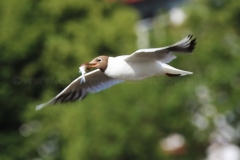Lachmöwe_0023