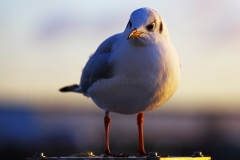 Lachmöwe_2842