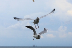 Möwen_3304