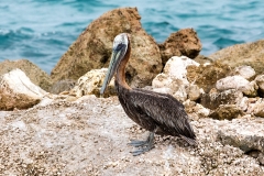 Pelican_C1989