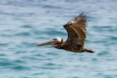 Pelican_C1993