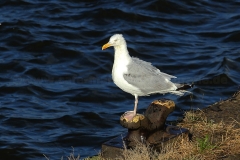 Silbermöwe_7860