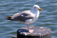 Silbermöwe_3220