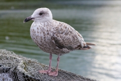 Silbermöwe_3308