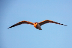 Silbermöwe_C9813