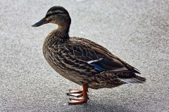 Stockente_9882