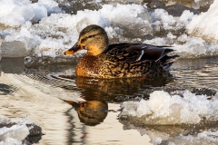 Stockente_D0090