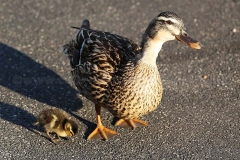Stockenten_2266