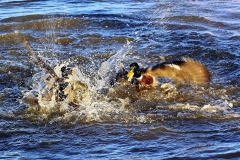 Stockenten_2654