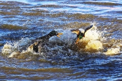 Stockenten_2657