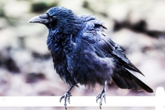 Aaskrähe_C8879