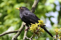 Amsel_0373