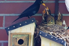 Amsel_0514.1