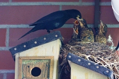 Amsel_0515.1