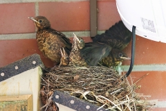 Amsel_0534