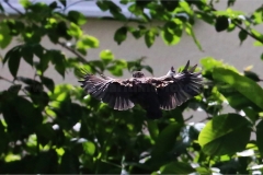 Amsel_0536