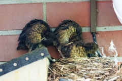 Amsel_0558