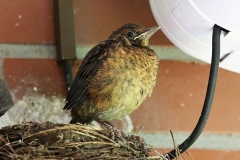 Amsel_0564