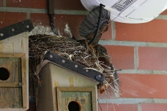Amsel_0573