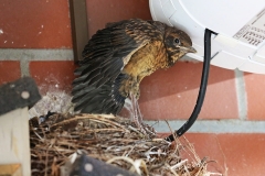 Amsel_0597
