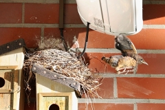 Amsel_2408