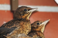 Amsel_6461