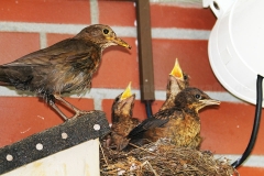 Amsel_6463