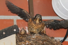 Amsel_6473