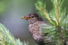 Amsel_7537