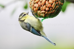 Blaumeise_3033