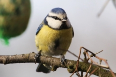 Blaumeise_7498